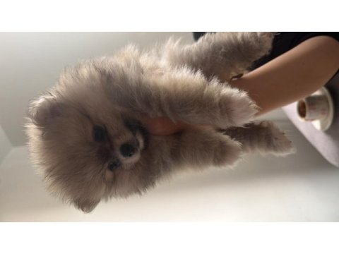 Pomeranian boo bebekler