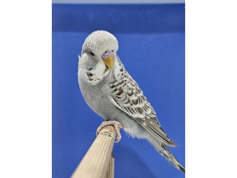 Yeni yeme düşen jumbo muhabbet kuşu yavrular