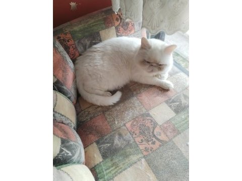 Exotic shorthair dişi kısır