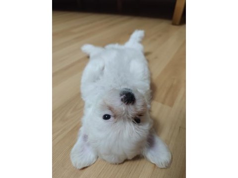 Erkek maltese yavrusu