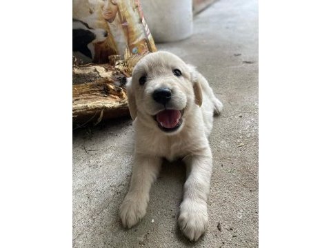 Safkan baby face (bebek yüz) golden retriever puppy