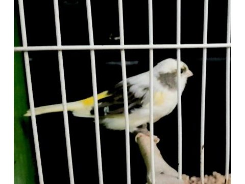 Kanarya larim açıklamaları okuyalım