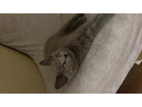 Yavru british shorthair erkek yavru