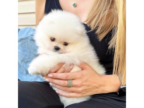 Pomeranian köpekler sağlık garantili