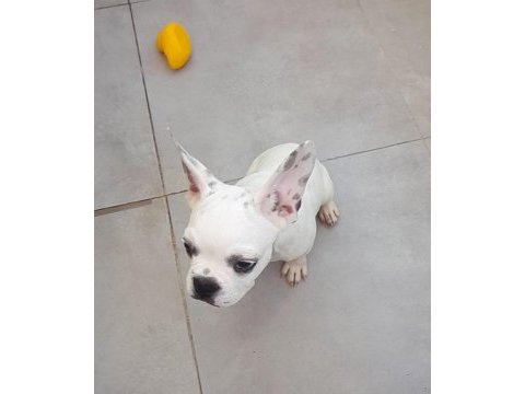 3 aylık erkek french bulldog