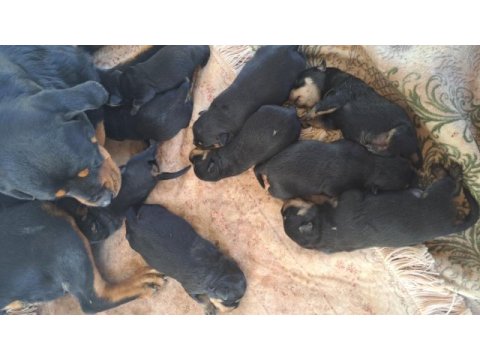 Melek rottweiler tosuncuklarım