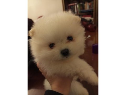 Safkan anne ve baba şecereli pomeranian boo