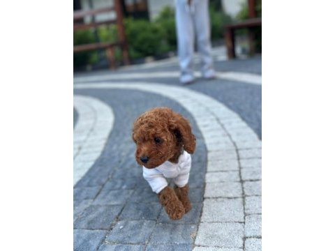 Sağlık ve ırk garantili toy poodle
