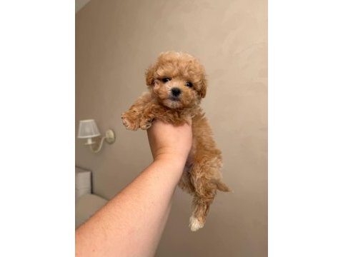 Maltipoo yavrularımız