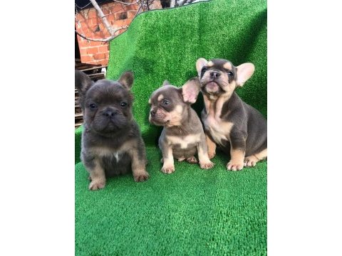 A kalite french bulldog erkek bebekler
