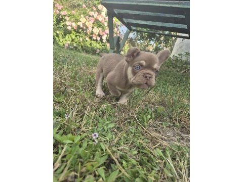 A kalite french bulldog