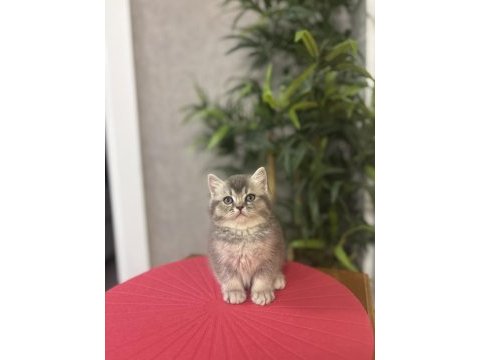 Güzeller güzeli brıtısh shorthair yavrular 