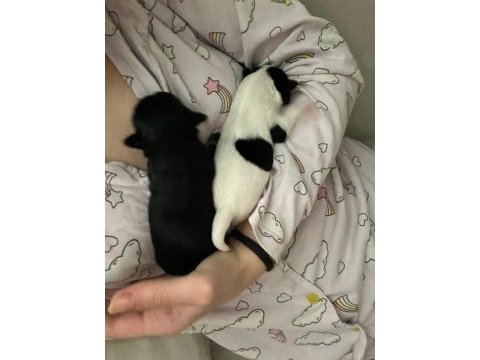 Yeni chihuahua yavrularım