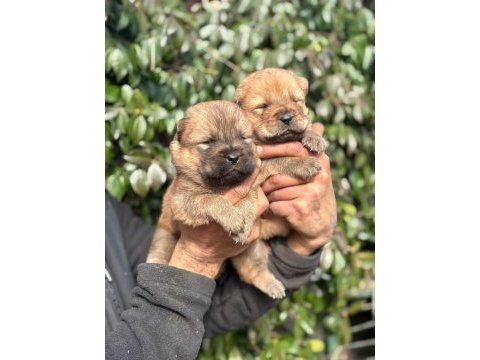 Chow chow cinsi bebeklerimiz