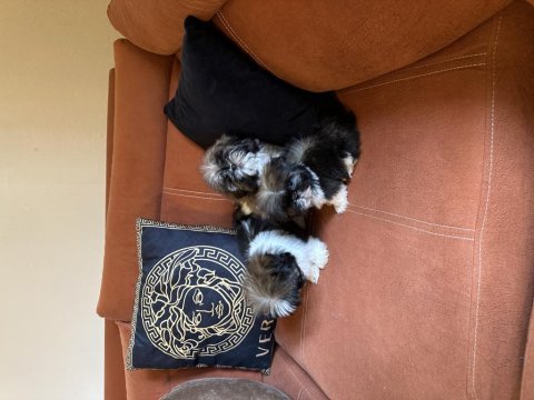 Safkan ırk garantili shih tzu yavrular