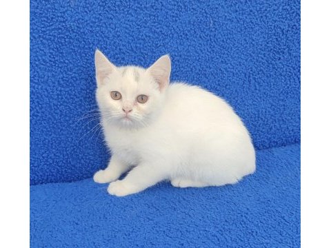 Bu güzelligi kaçıtmayın buyrun bu ponçik sizin olsun