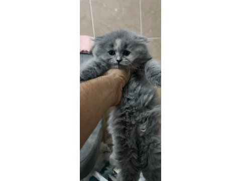 14 haziran doğumlu longhair scottish fold