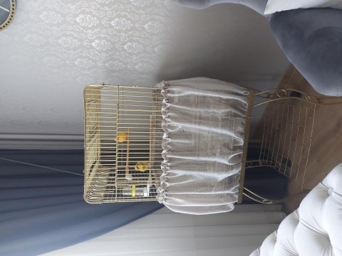 Erkek ve dişi kanarya harika büyük kafesle birlikte