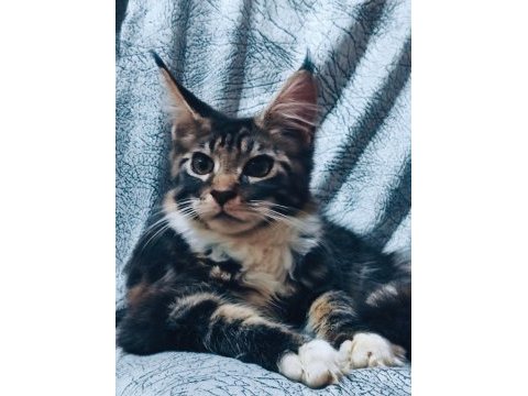 Maine coon yavrular full şecereli