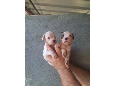 3 aylık boxer yavrularım