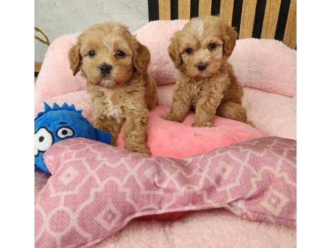 Maltipoo minik  yavrularımız 