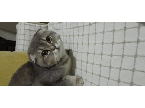 6 aylık dişi scottish fold