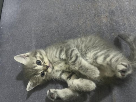 Yavru kedi 4aylık