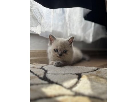 2 buçuk aylık yavru kedimiz