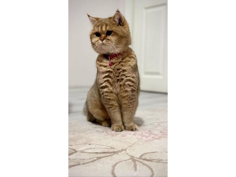 Acil golden british shorthair acil yazın görüşelim