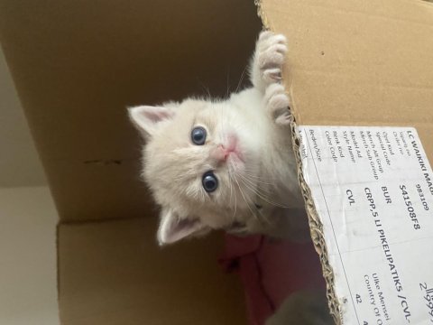 British shorthair sütlü kahve