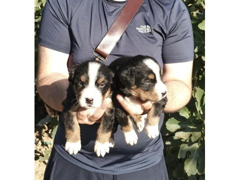 Bernese yavrularımız