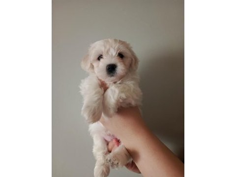 Maltese terrier 4 erkek 2 dişi yavru