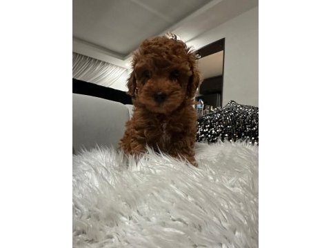 A kalite orjinal toy poodle