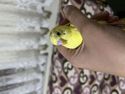 Evinizi şenlendirecek tatlı muhabbet kuşlarımız