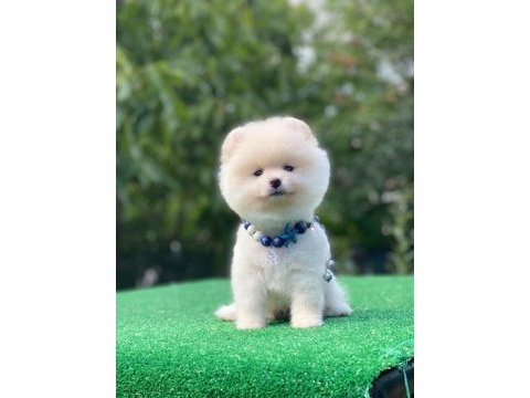 Pomeranian