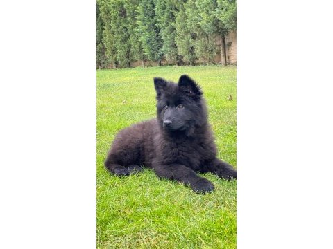 Muhteşem secereli alman çoban köpeği yavruları ıstanbul