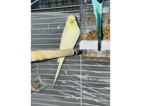 Lutino muhabbet kuşu