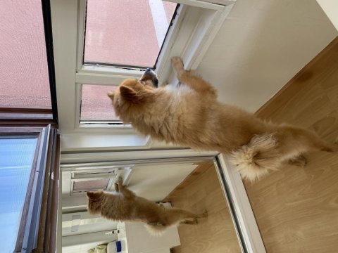 3 yaşında erkek pomeranian spitz