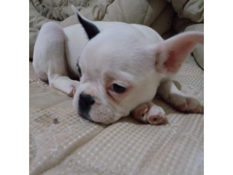 Çok tatlı oyun delisi french bulldog
