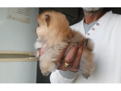 Orijinal pomeranian boo köpeğimiz
