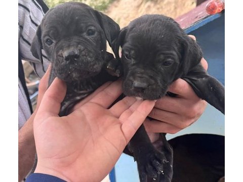 Cane corso bebek köpekler