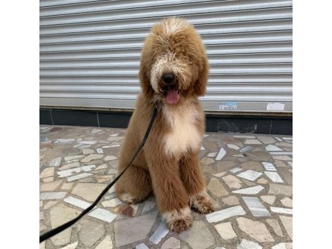Full eğitimli 6 aylık dev poodle erkek yavru