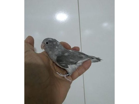 Forpus papağanı 1 yaşında