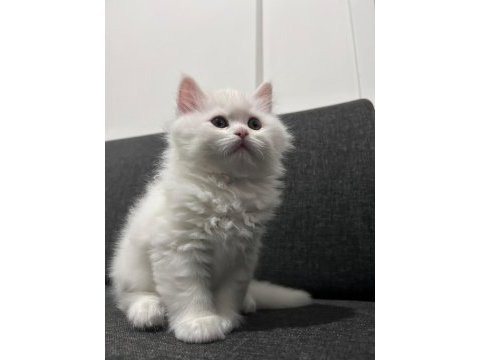 Pamuk gibi british longhair