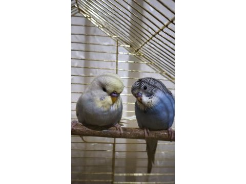 Yeni yeme düşmüş yavru muhabbet kuşu