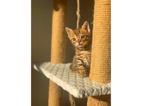 Erkek bengal kedisi yavru