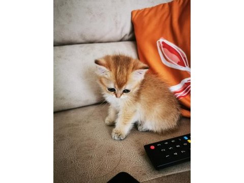 British shorthair yavrular
