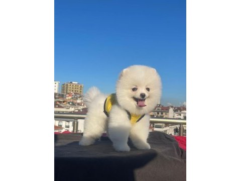 Orjinal spitz olmayan pomeranian boo cinsi çocuklar