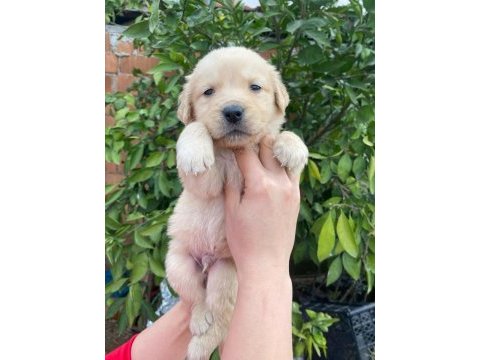 Orjinal golden retriever yavrular