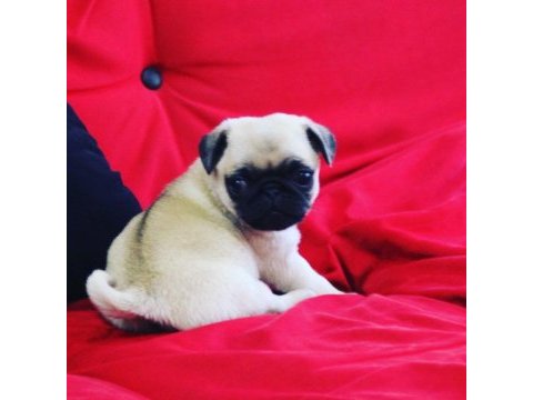 Pug mops safkan yavrular